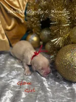 Glam, a female Golden Retriever for sale in Rockville, MN – Photo 2 of 2