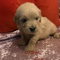 Glam, a female Golden Retriever for sale in Rockville, MN – Photo 6 of 7