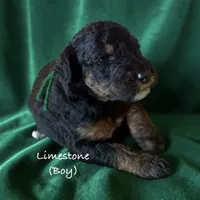 Limestone, a male Bernedoodle for sale in Rockville, MN – 7 of 8