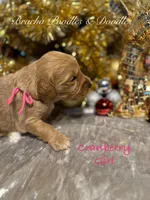 Cranberry, a female Goldendoodle for sale in Rockville, MN – Photo 5 of 7
