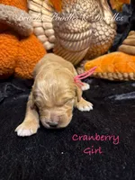 Cranberry, a female Goldendoodle for sale in Rockville, MN – Photo 6 of 7