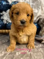 Cranberry, a female Goldendoodle for sale in Rockville, MN – Photo 3 of 7