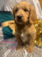 Cranberry, a female Goldendoodle for sale in Rockville, MN – Photo 1 of 7
