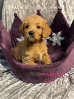 Cranberry, a female Goldendoodle for sale in Rockville, MN – Photo 2 of 7