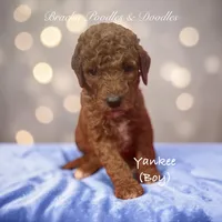 Yankee, a female Poodle - Standard  for sale in Rockville, MN – 2 of 3