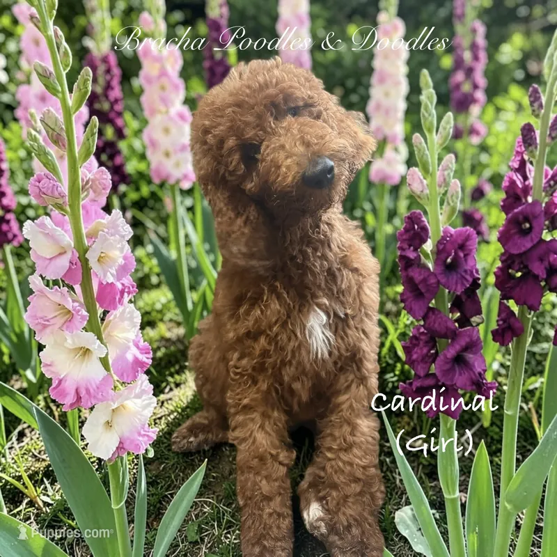Cardinal – Poodle - Standard  puppy for sale in Rockville, MN