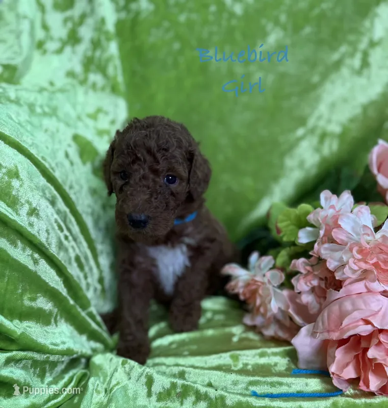 Bluebird – Poodle - Standard  puppy for sale in Rockville, MN