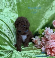 Bluebird, a female Poodle - Standard  for sale in Rockville, MN – 1 of 1