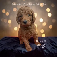 Rocket, a male Poodle - Standard  for sale in Rockville, MN – 2 of 3