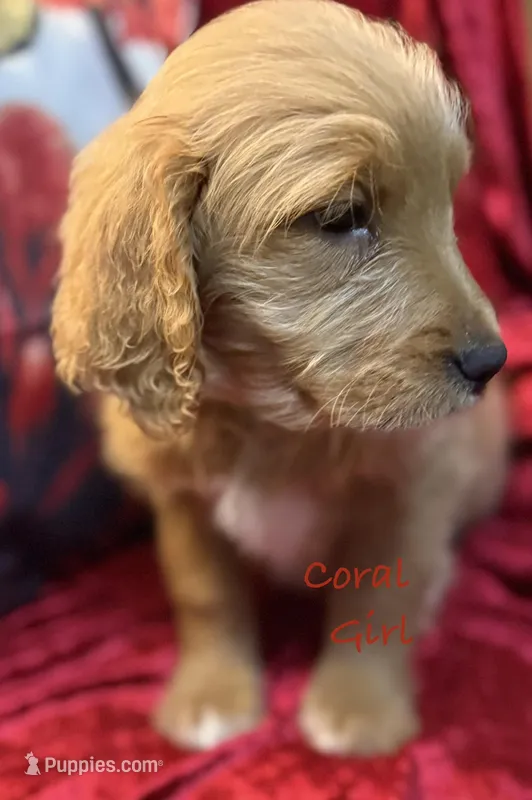 Coral – Goldendoodle puppy for sale in Rockville, MN