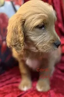 Coral, a female Goldendoodle for sale in Rockville, MN – Photo 3 of 7