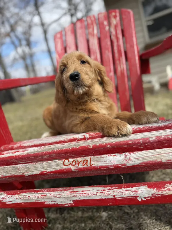 Coral – Goldendoodle puppy on hold in Rockville, MN