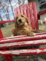 Coral, a female Goldendoodle for sale in Rockville, MN – Photo 1 of 7