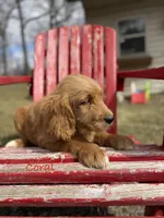Coral, a female Goldendoodle for sale in Rockville, MN – Photo 2 of 7
