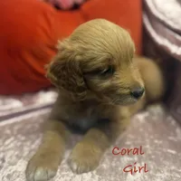 Coral, a female Goldendoodle for sale in Rockville, MN – Photo 5 of 7