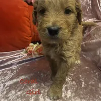 Coral, a female Goldendoodle for sale in Rockville, MN – Photo 6 of 7