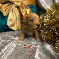 Coral, a female Goldendoodle for sale in Rockville, MN – Photo 7 of 7