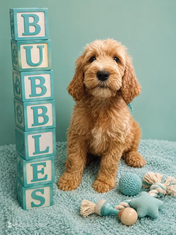 Bubbles – Goldendoodle puppy for sale in Rockville, MN
