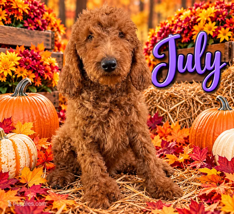 July  – Poodle - Standard  puppy for sale in Rockville, MN