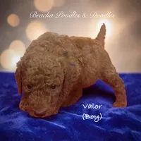 Valor, a male Poodle - Standard  for sale in Rockville, MN – 2 of 3