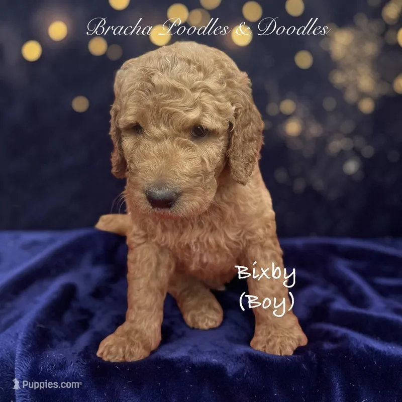 Bixby – Goldendoodle puppy for sale in Rockville, MN