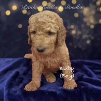 Bixby, a male Goldendoodle for sale in Rockville, MN – 1 of 1