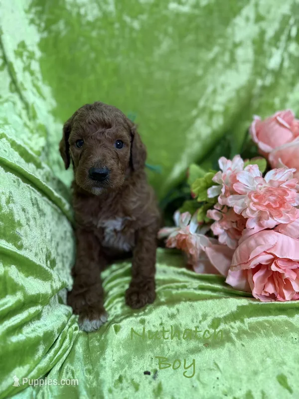 Nuthatch  – Poodle - Standard  puppy for sale in Rockville, MN