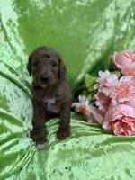 Nuthatch , a male Poodle - Standard  for sale in Rockville, MN – 1 of 1