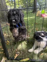 Shale, a male Bernedoodle for sale in Rockville, MN – 2 of 2