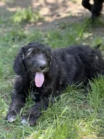 Monica, a female Goldendoodle and English Goldendoodle for sale in Rockville, MN – 2 of 3