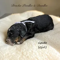 Geode, a female Bernedoodle for sale in Rockville, MN – 3 of 3