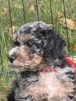 Sandstone, a male Bernedoodle for sale in Rockville, MN – 2 of 5