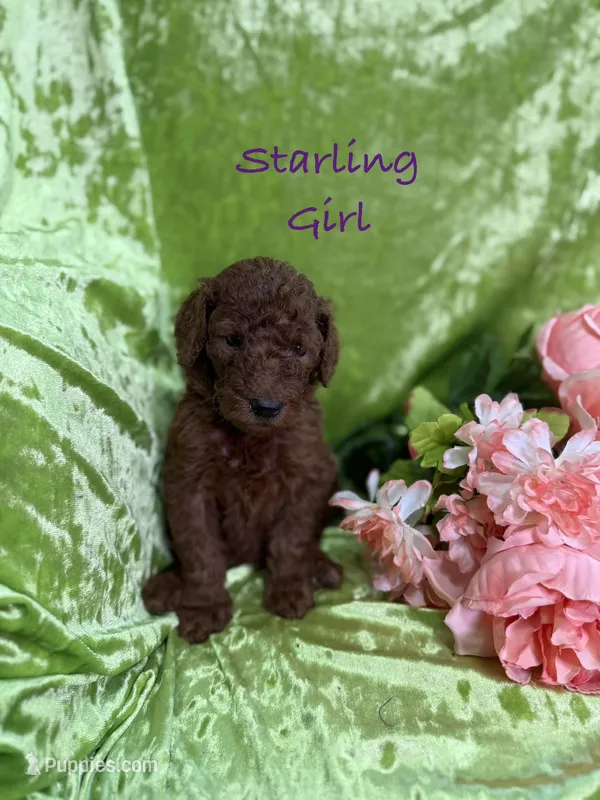 Starling  – Poodle - Standard  puppy for sale in Rockville, MN