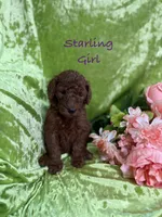 Starling , a female Poodle - Standard  for sale in Rockville, MN – 1 of 1
