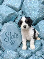 Slate, a male Bernedoodle for sale in Rockville, MN – 2 of 4
