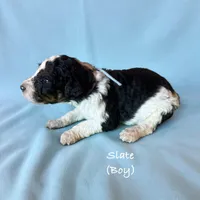 Slate, a male Bernedoodle for sale in Rockville, MN – 8 of 9