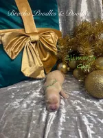 processed/cc5d70e4-92c9-4456-b3b4-5073275a9bdc/listing/5296a47f-59b2-4415-b617-83349bdca546/528b8b30-64a1-4479-8c7c-c350814f4f22