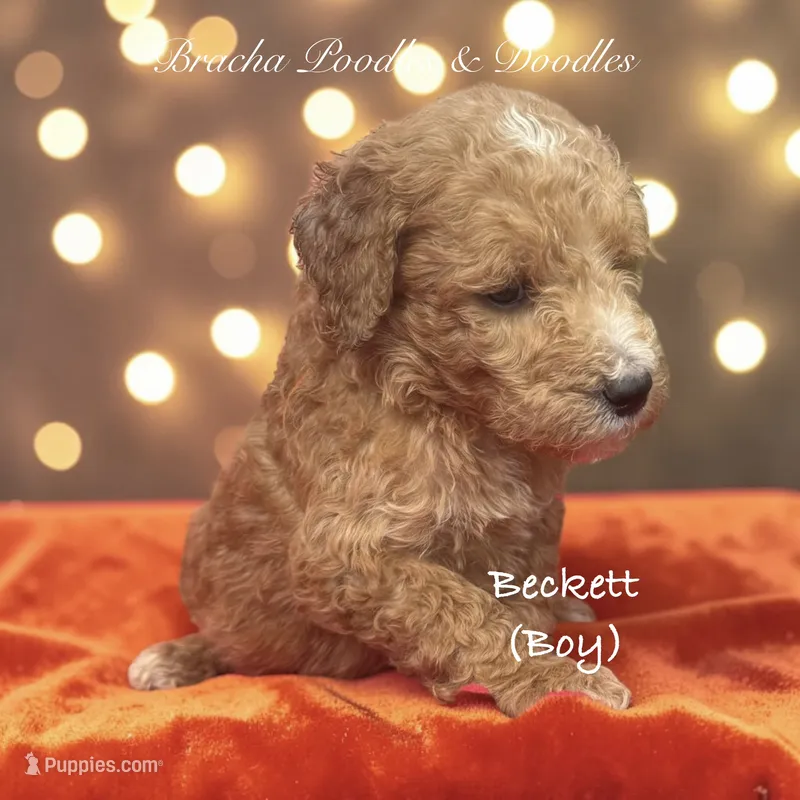 Beckett – Goldendoodle puppy for sale in Rockville, MN