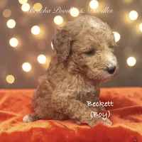 Beckett, a male Goldendoodle for sale in Rockville, MN – 1 of 1