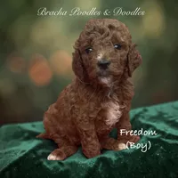 Freedom, a male Poodle - Standard  for sale in Rockville, MN – 2 of 3