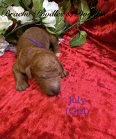 July , a female Poodle - Standard  for sale in Rockville, MN – 3 of 3