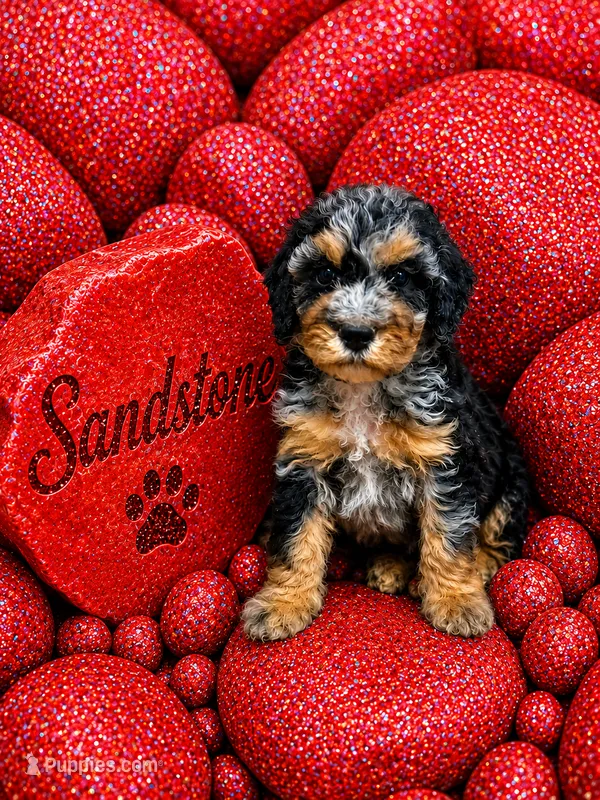 Sandstone – Bernedoodle puppy for sale in Rockville, MN