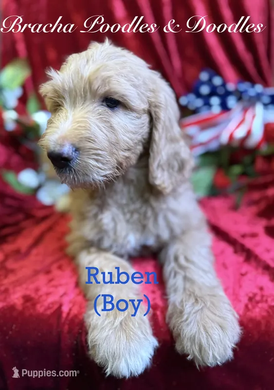 Ruben – Goldendoodle puppy for sale in Rockville, MN