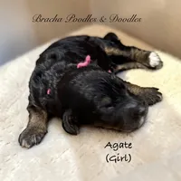 Agate, a female Bernedoodle for sale in Rockville, MN – 5 of 6