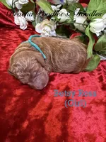 Betsy Ross, a male Poodle - Standard  for sale in Rockville, MN – 3 of 3