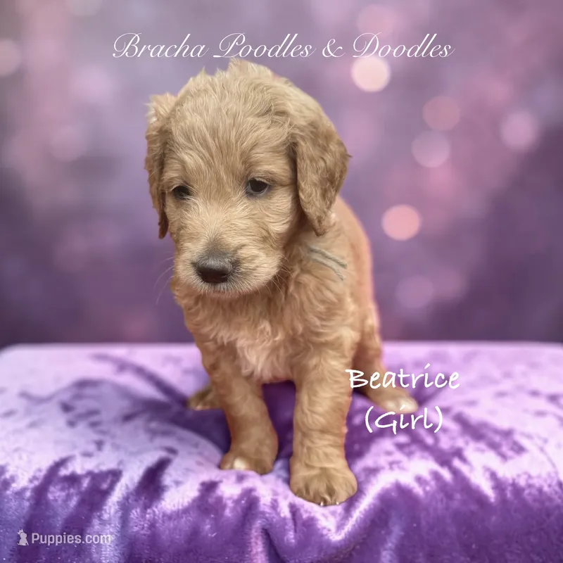 Beatrice – Goldendoodle puppy for sale in Rockville, MN