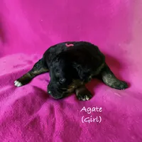 Agate, a female Bernedoodle for sale in Rockville, MN – 6 of 6