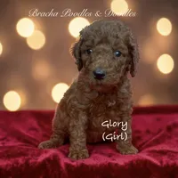 Glory, a female Poodle - Standard  for sale in Rockville, MN – 2 of 3