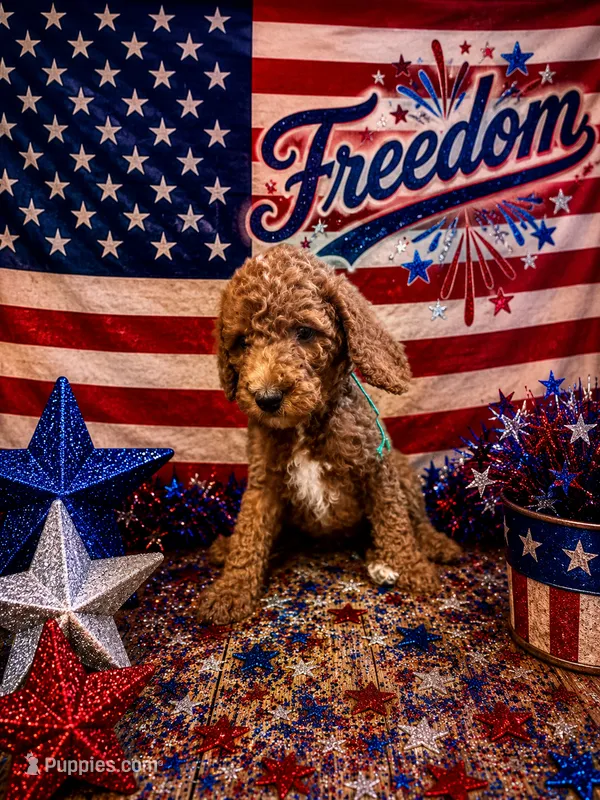 Freedom – Poodle - Standard  puppy for sale in Rockville, MN
