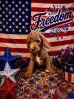 Freedom, a male Poodle - Standard  for sale in Rockville, MN – 1 of 3